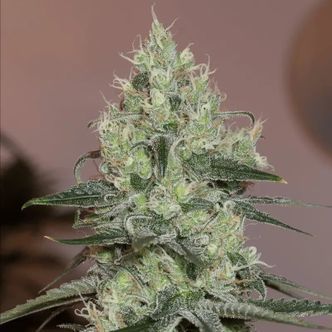 Original Amnesia (Silent Seeds) feminizowane