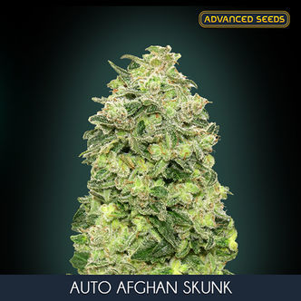Auto Afghan Skunk (Advanced Seeds) feminizowane