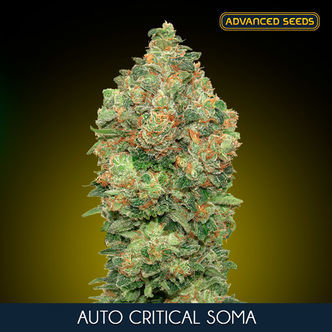 Auto Critical Soma (Advanced Seeds) feminizowane