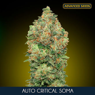 Auto Critical Soma (Advanced Seeds) feminizowane