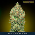 Auto Critical Soma (Advanced Seeds) feminizowane