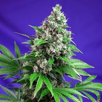 Killer Kush – F1 Fast Version (Sweet Seeds) feminizowana