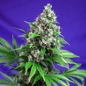 Killer Kush - F1 Fast Version (Sweet Seeds) feminizowane
