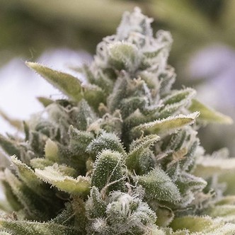 OG Kush Automat (Humboldt Seed Organization) feminizowane