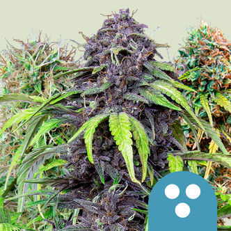 CBD Mix (Royal Queen Seeds) feminizowane