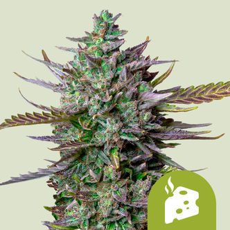 Blue Cheese Automat (Royal Queen Seeds) feminizowane