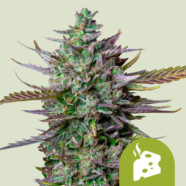 Blue Cheese Automat (Royal Queen Seeds) feminizowane