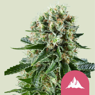Critical Kush (Royal Queen Seeds) feminizowane