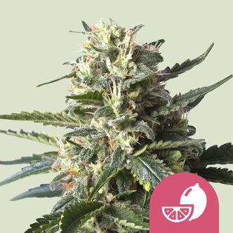 Lemon Shining Silver Haze (Royal Queen Seeds) feminizowane