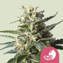 Lemon Shining Silver Haze (Royal Queen Seeds) feminizowane