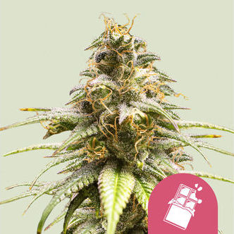 Chocolate Haze (Royal Queen Seeds) feminizowane