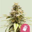 Chocolate Haze (Royal Queen Seeds) feminizowane