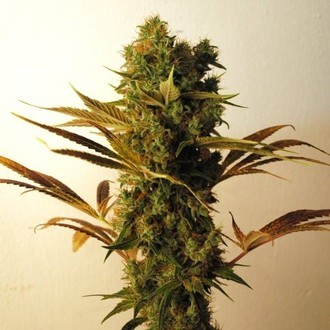 Hammershark (Resin Seeds) feminizowane
