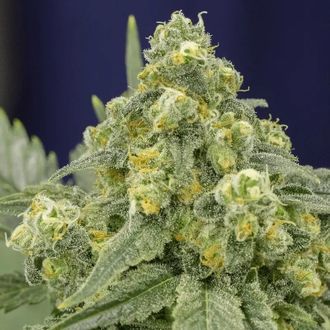 White Widow (Silent Seeds) feminizowane
