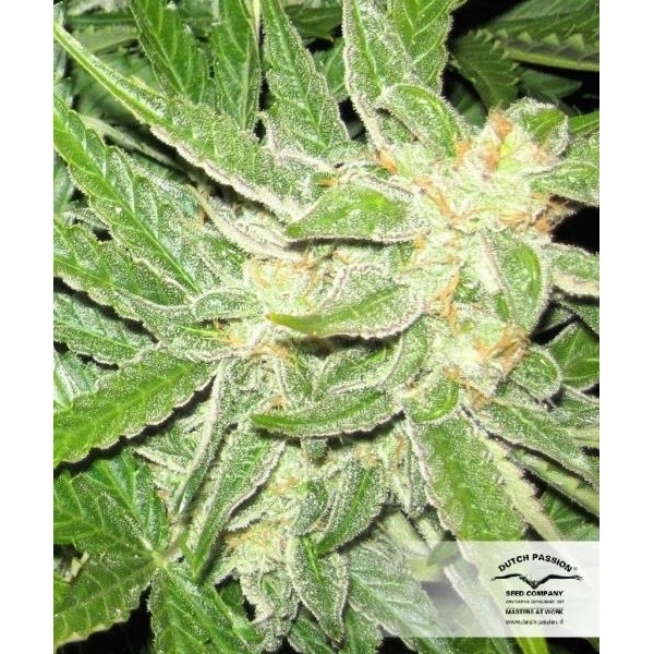 Auto Think Different (Dutch Passion) feminizowane