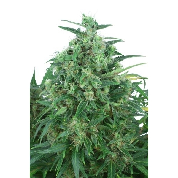 Auto Think Different (Dutch Passion) feminizowane