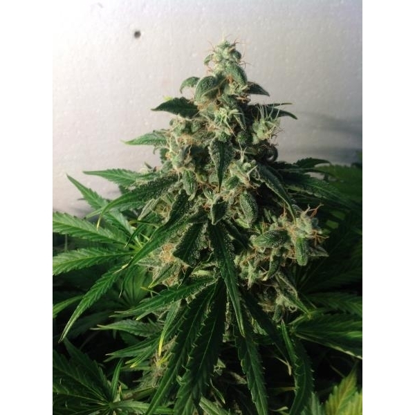 Auto Think Different (Dutch Passion) feminizowane