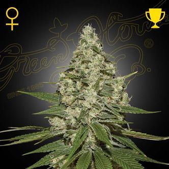 Super Lemon Haze Automat (Greenhouse Seeds) feminizowane