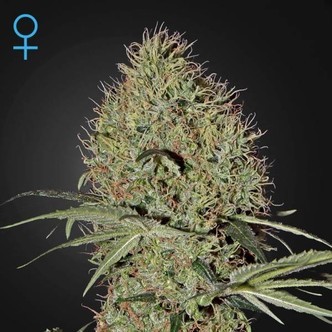 Super Bud Automat (Greenhouse Seeds) feminizowane