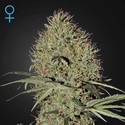Super Bud Automat (Greenhouse Seeds) feminizowane