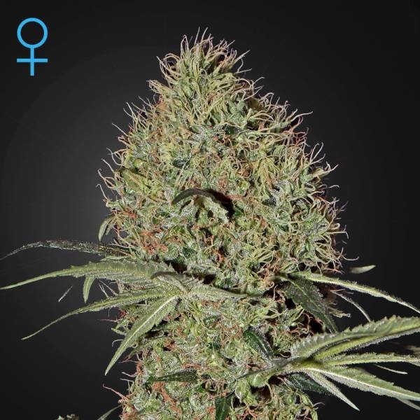 Super Bud Automat (Greenhouse Seeds) feminizowane