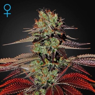 King's Kush Automat (Greenhouse Seeds) feminizowane