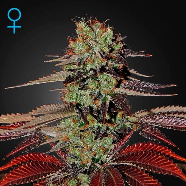 King's Kush Automat (Greenhouse Seeds) feminizowane