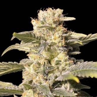 TNT Kush CBD (Eva Seeds) feminizowane