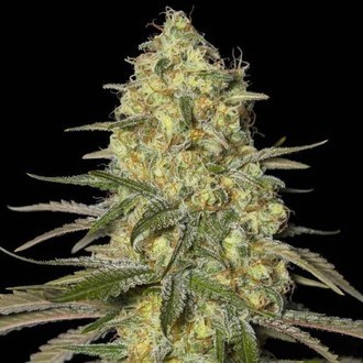 Black Dream (Eva Seeds) feminizowane