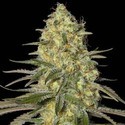 Black Dream (Eva Seeds) feminizowane