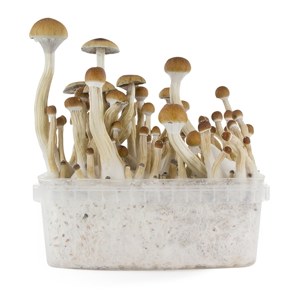 Growkit Fresh Mushrooms „B+”