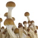 Growkit Fresh Mushrooms „B+”