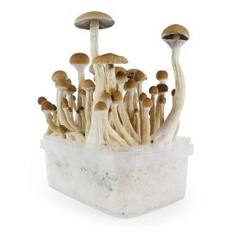 Growkit Fresh Mushrooms „B+”