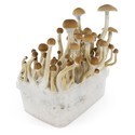 Growkit Fresh Mushrooms „B+”