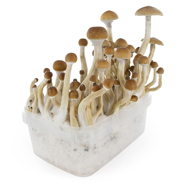 Growkit Fresh Mushrooms „B+”