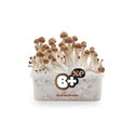 Growkit Fresh Mushrooms „B+”