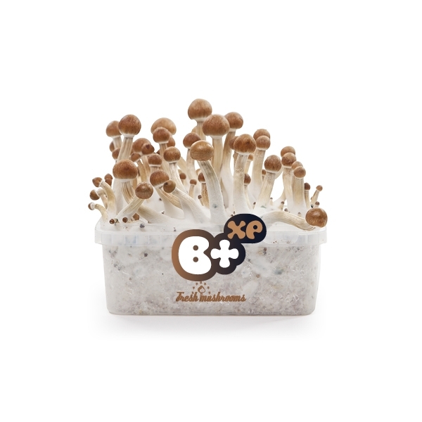 Growkit Fresh Mushrooms „B+”