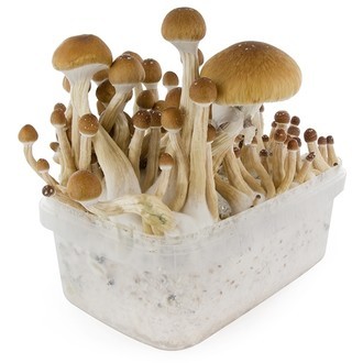 Zestaw do uprawy Fresh Mushrooms „McKennaii”