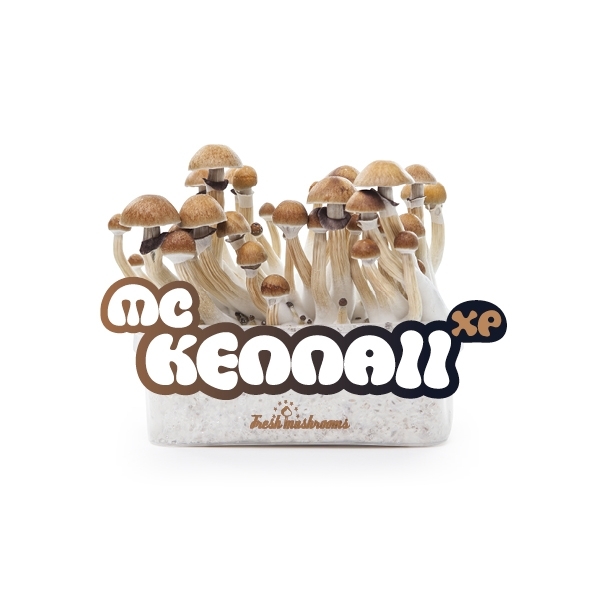 Zestaw do uprawy Fresh Mushrooms „McKennaii”