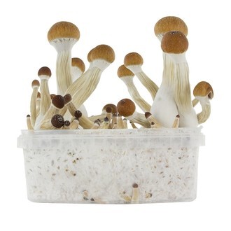 Zestaw do uprawy Fresh Mushrooms „Golden Teacher”