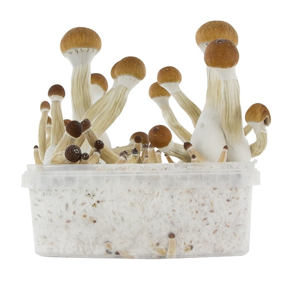 Zestaw do uprawy Fresh Mushrooms „Golden Teacher”
