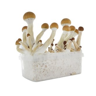 Zestaw do uprawy Fresh Mushrooms „Golden Teacher”