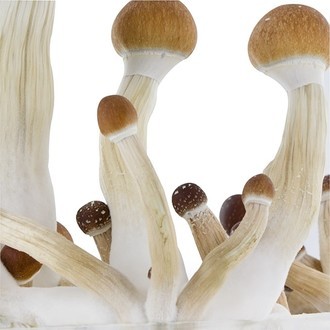 Zestaw do uprawy Fresh Mushrooms „Golden Teacher”