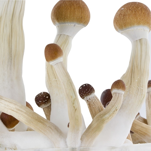 Zestaw do uprawy Fresh Mushrooms „Golden Teacher”