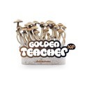 Zestaw do uprawy Fresh Mushrooms „Golden Teacher”