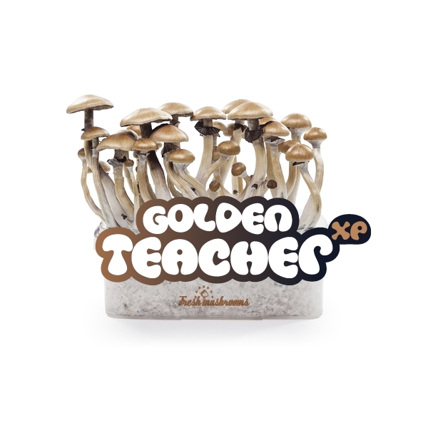 Zestaw do uprawy Fresh Mushrooms „Golden Teacher”