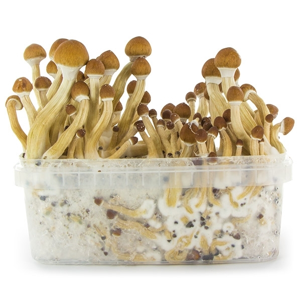 Growkit świeżych grzybów „Ekwador”