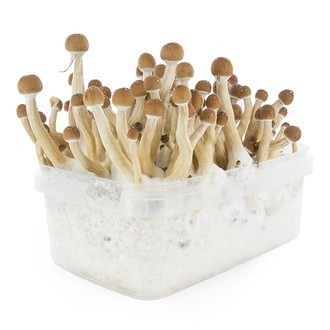Fresh Mushrooms growkit „Mexican”