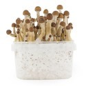 Fresh Mushrooms growkit „Mexican”