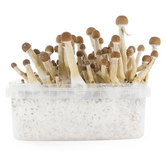 Fresh Mushrooms growkit „Mexican”